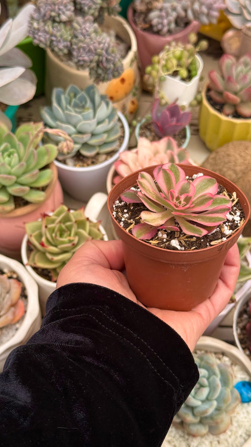 Aeonium pink witch