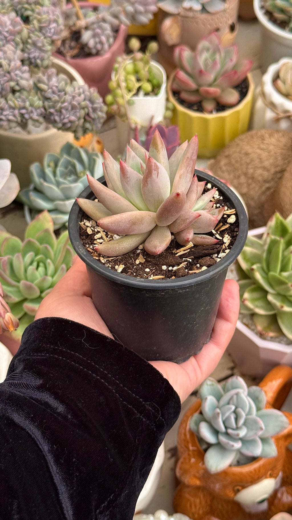 Echeveria colorata tapalpa