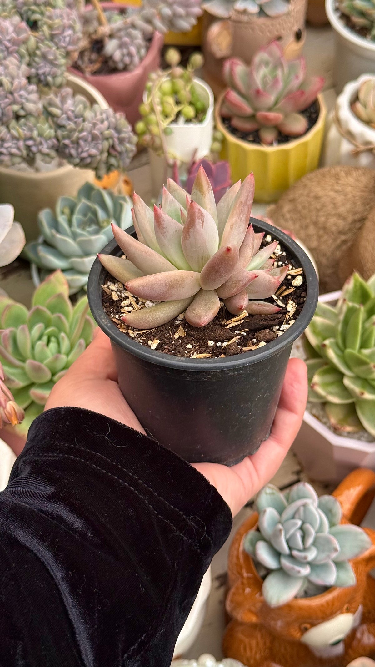 Echeveria colorata tapalpa