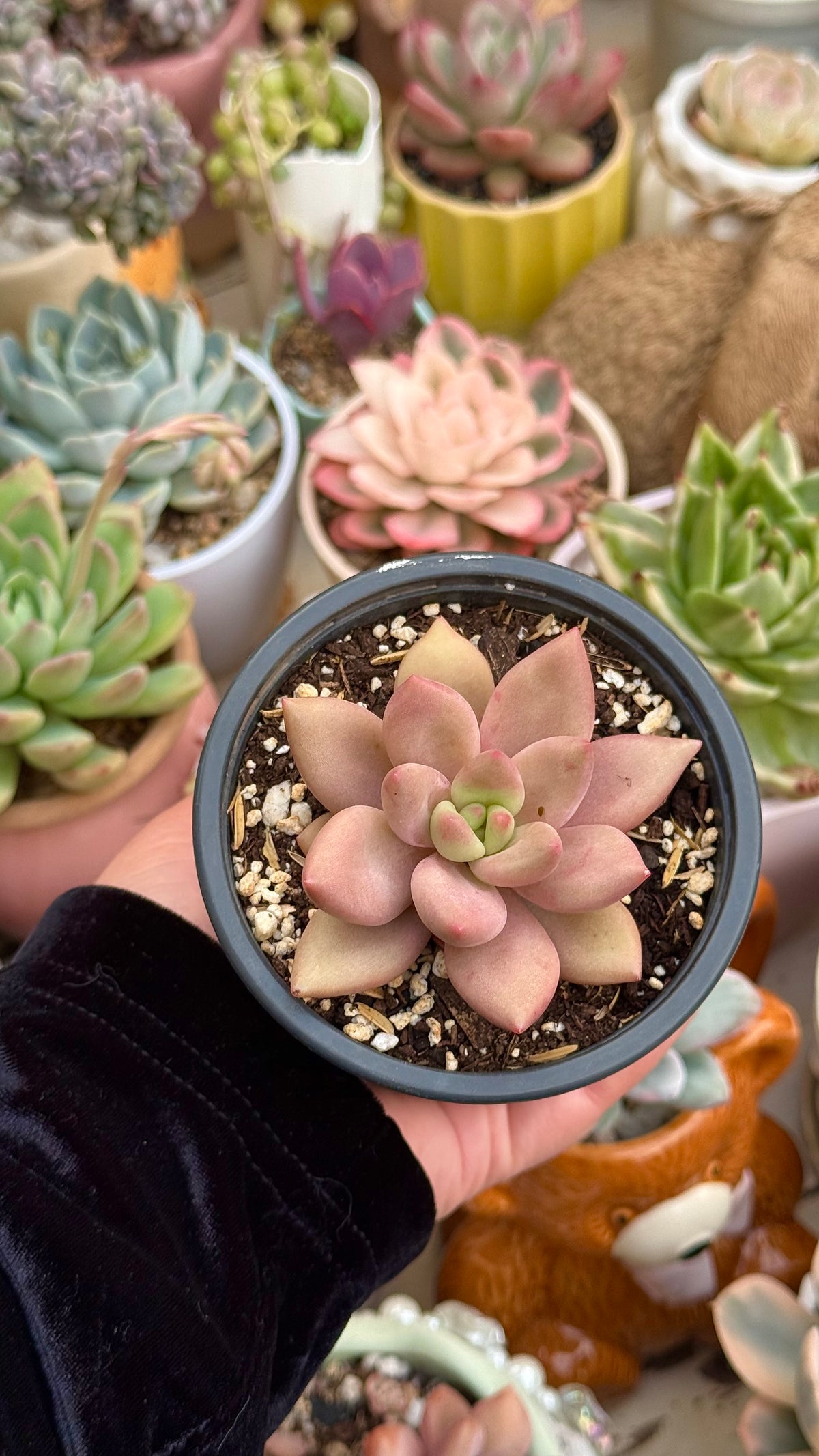 Graptoveria rubby donna