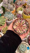 Aeonium pink witch