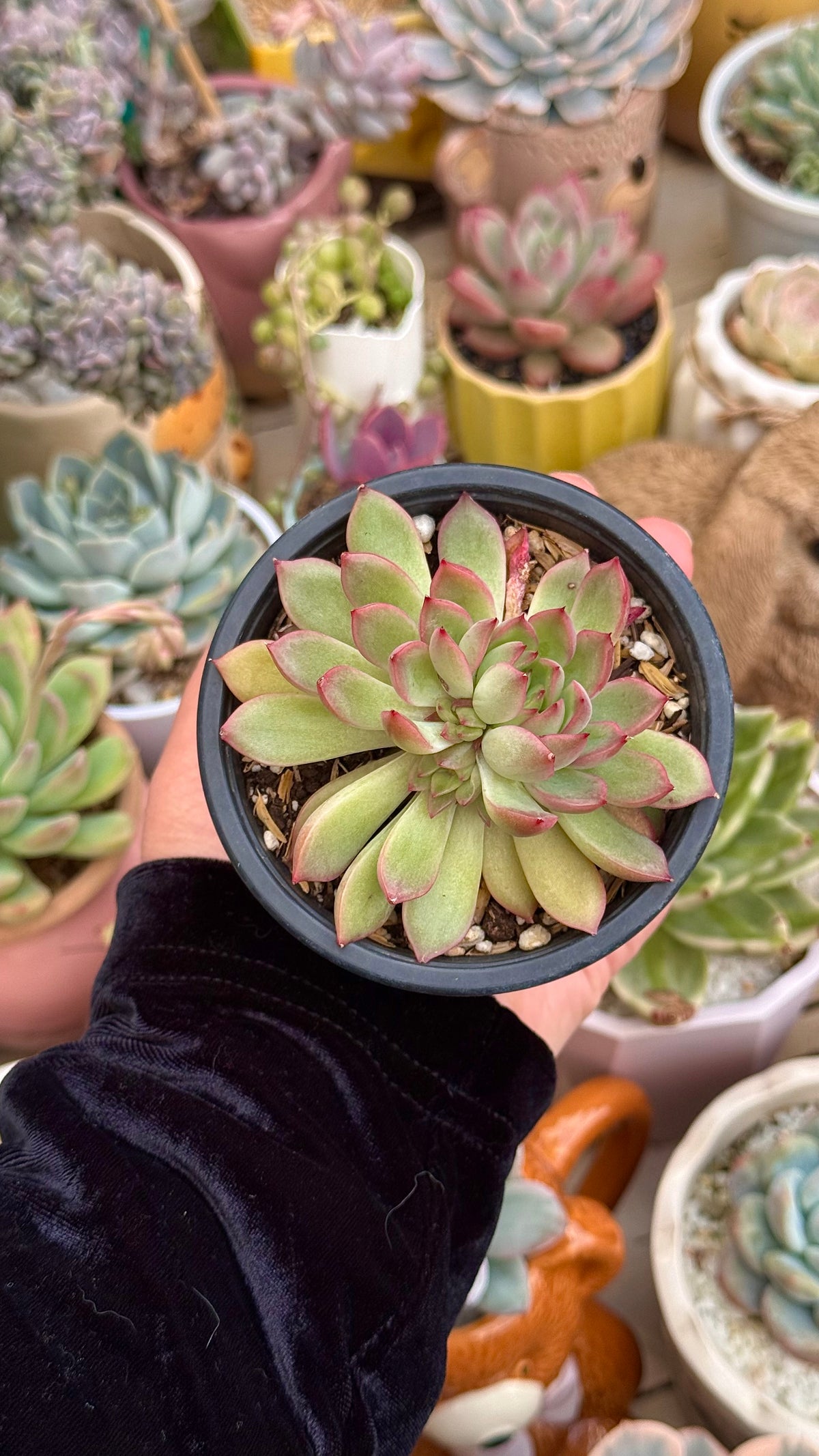 Echeveria mebina