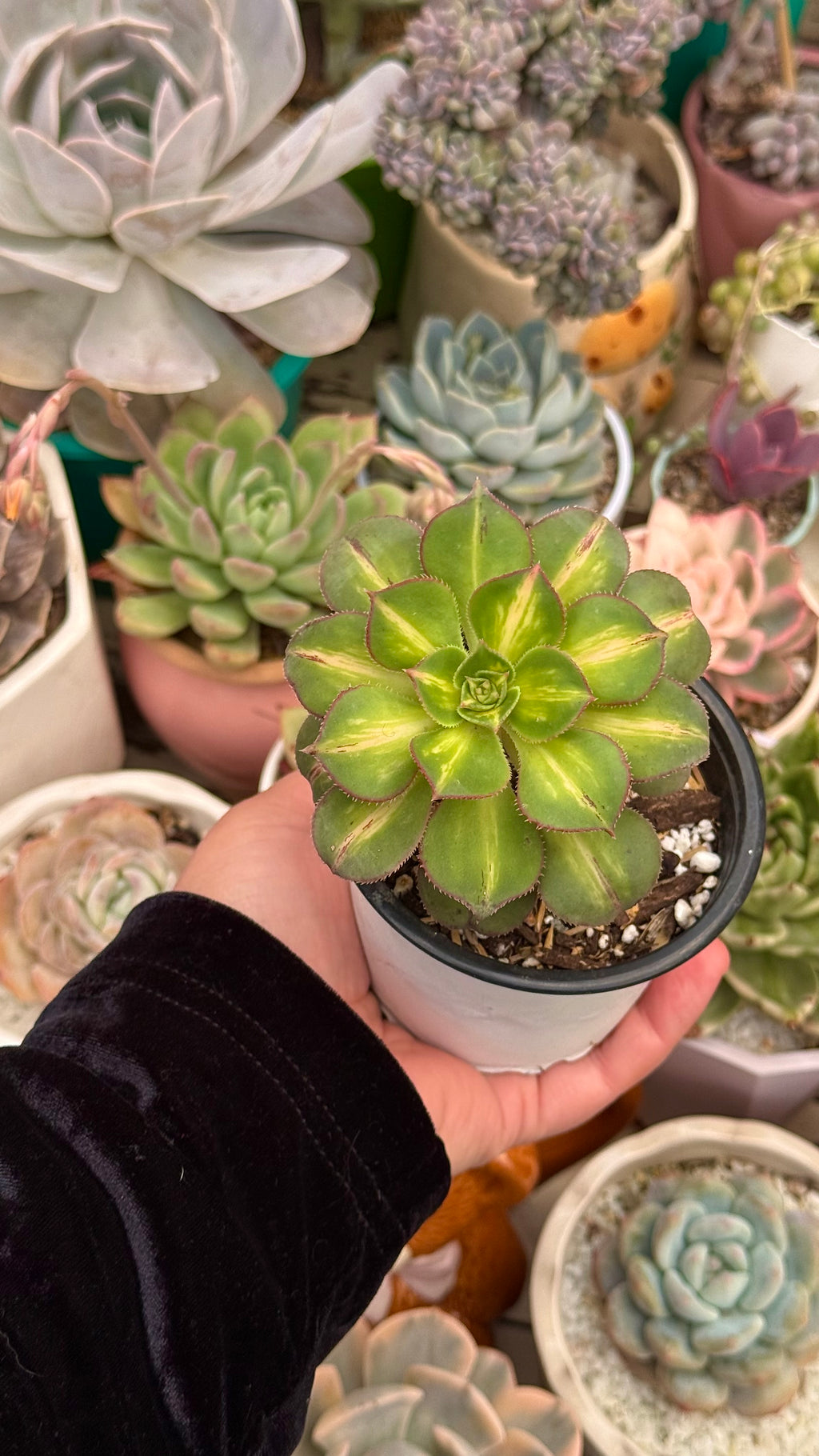 Aeonium starburst
