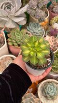 Aeonium starburst