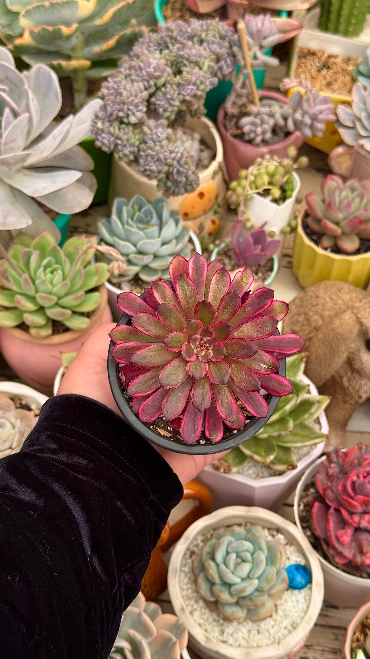 Aeonium zixia