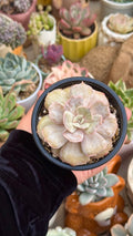 Echeveria marble