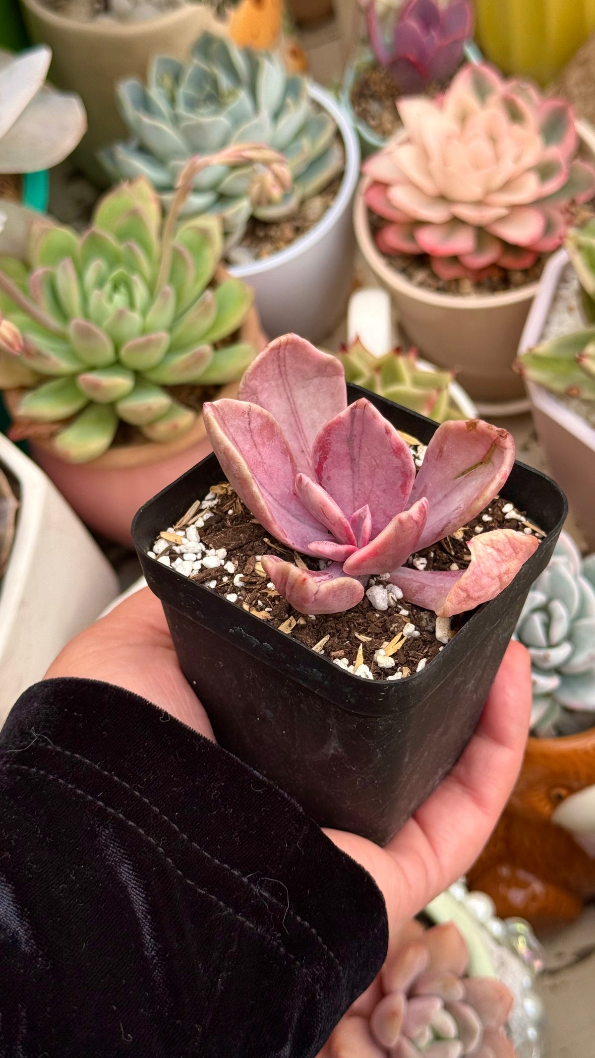 Echeveria pampoteus variegada