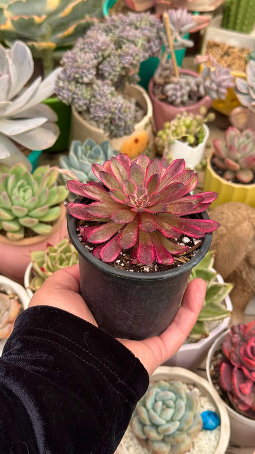 Aeonium zixia