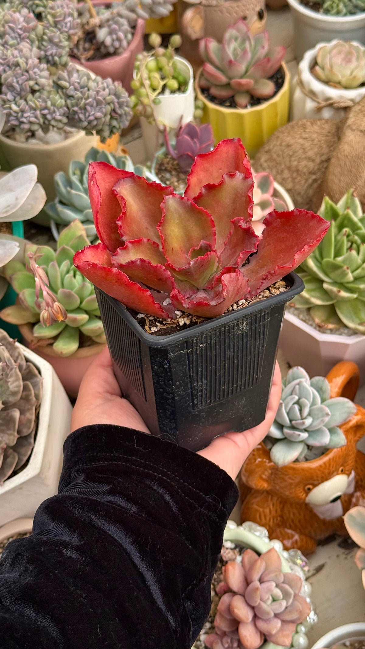 Echeveria princess lace