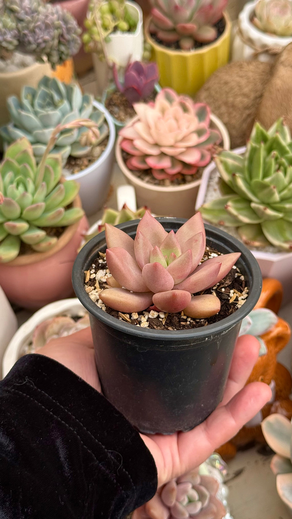 Graptoveria rubby donna