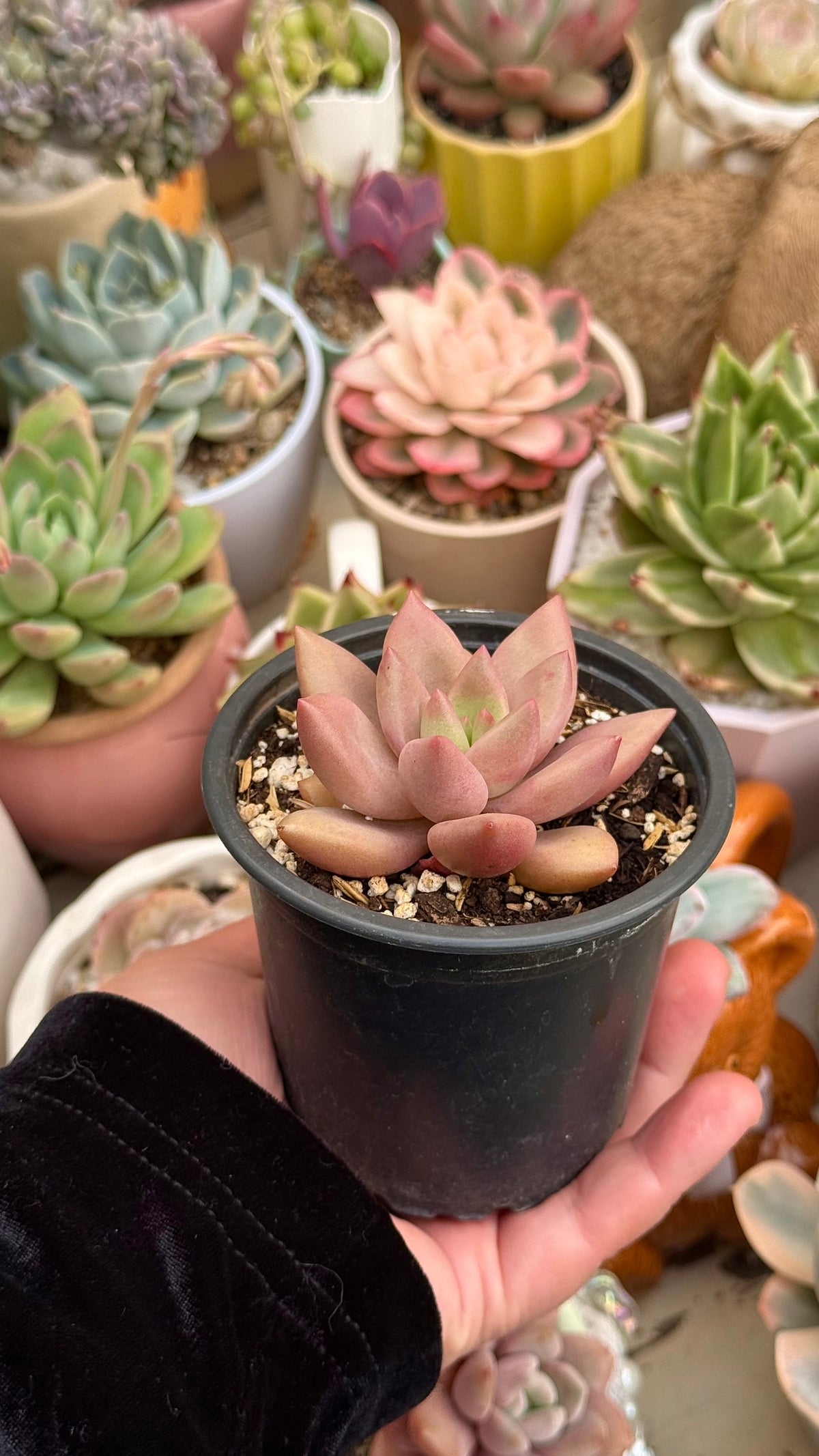 Graptoveria rubby donna