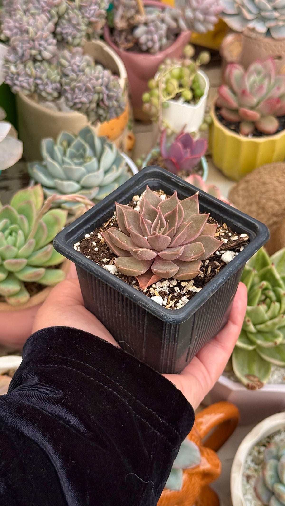 Echeveria mensa