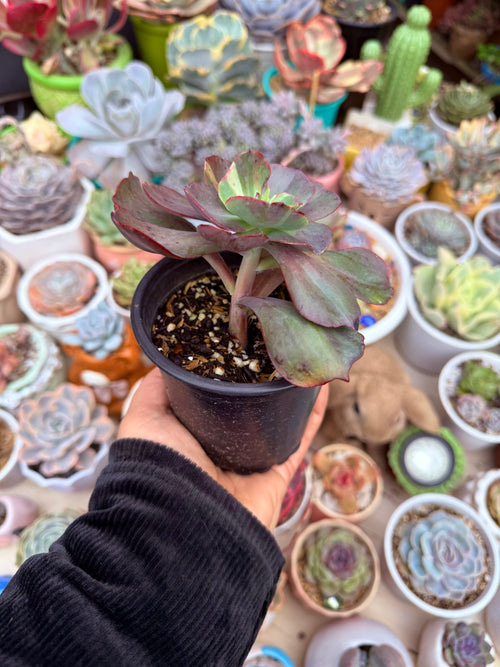 Echeveria ssp.