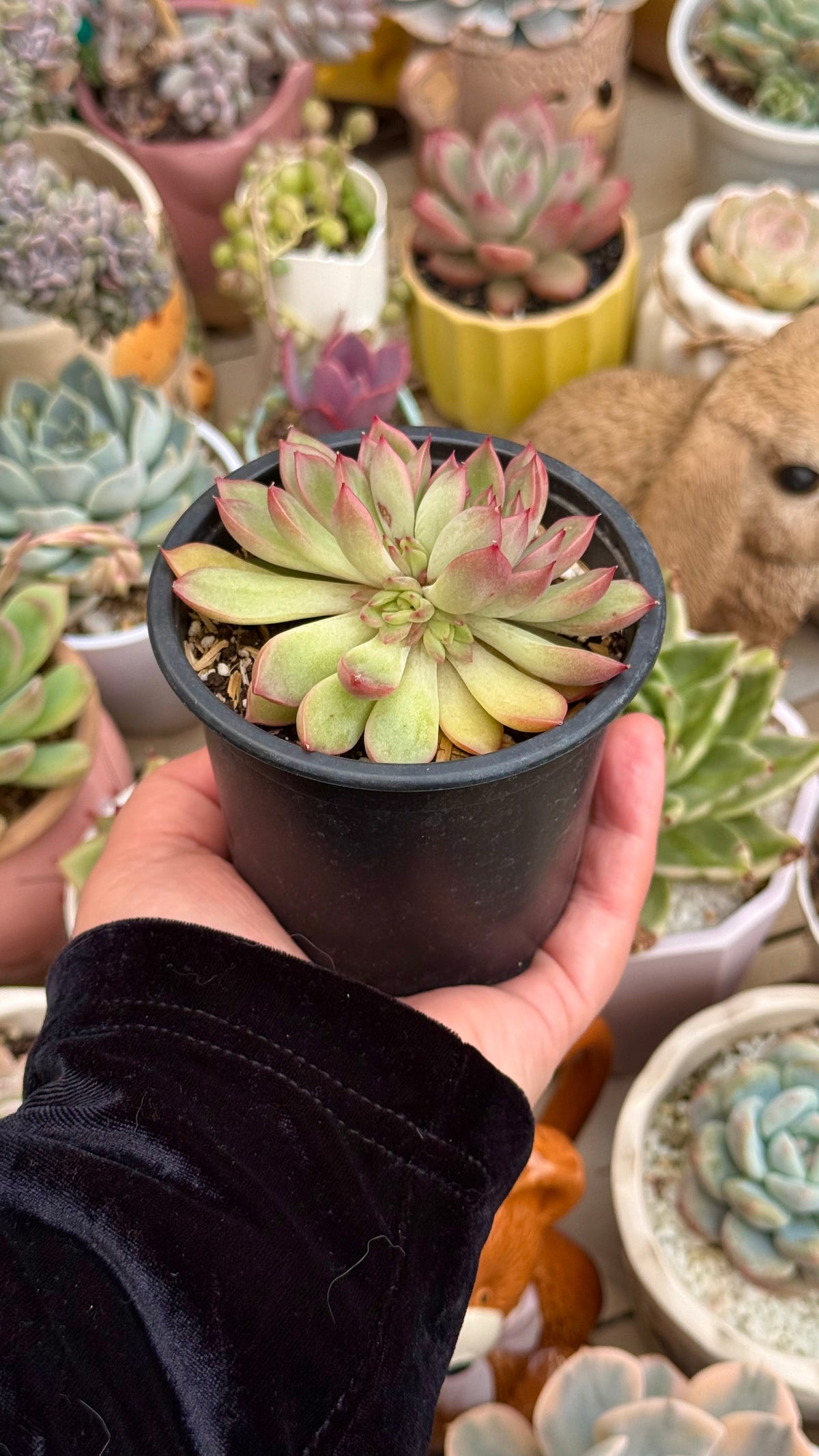 Echeveria mebina