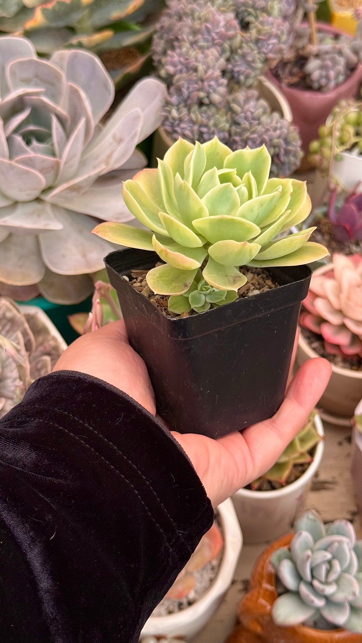 Echeveria lemon gold variegada