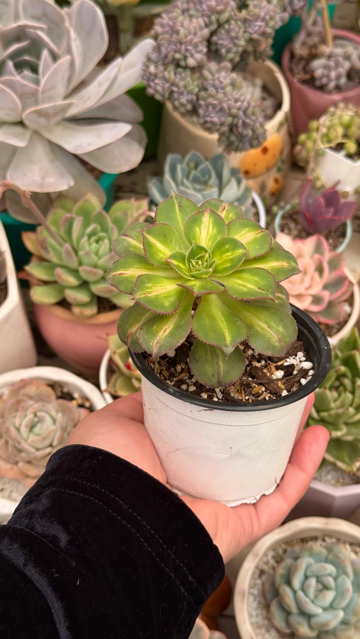 Aeonium starburst