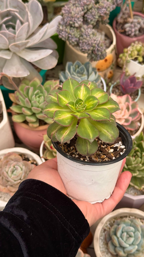 Aeonium starburst