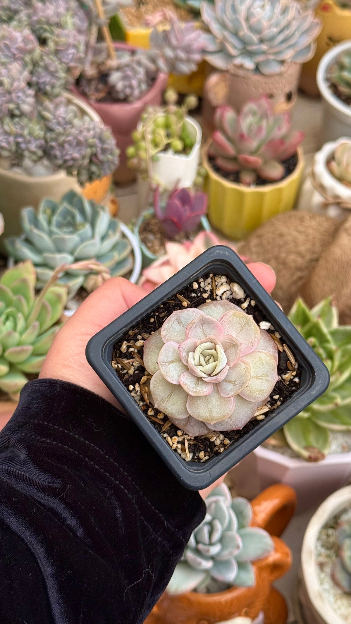Echeveria blue surprise