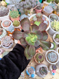 Echeveria ssp.