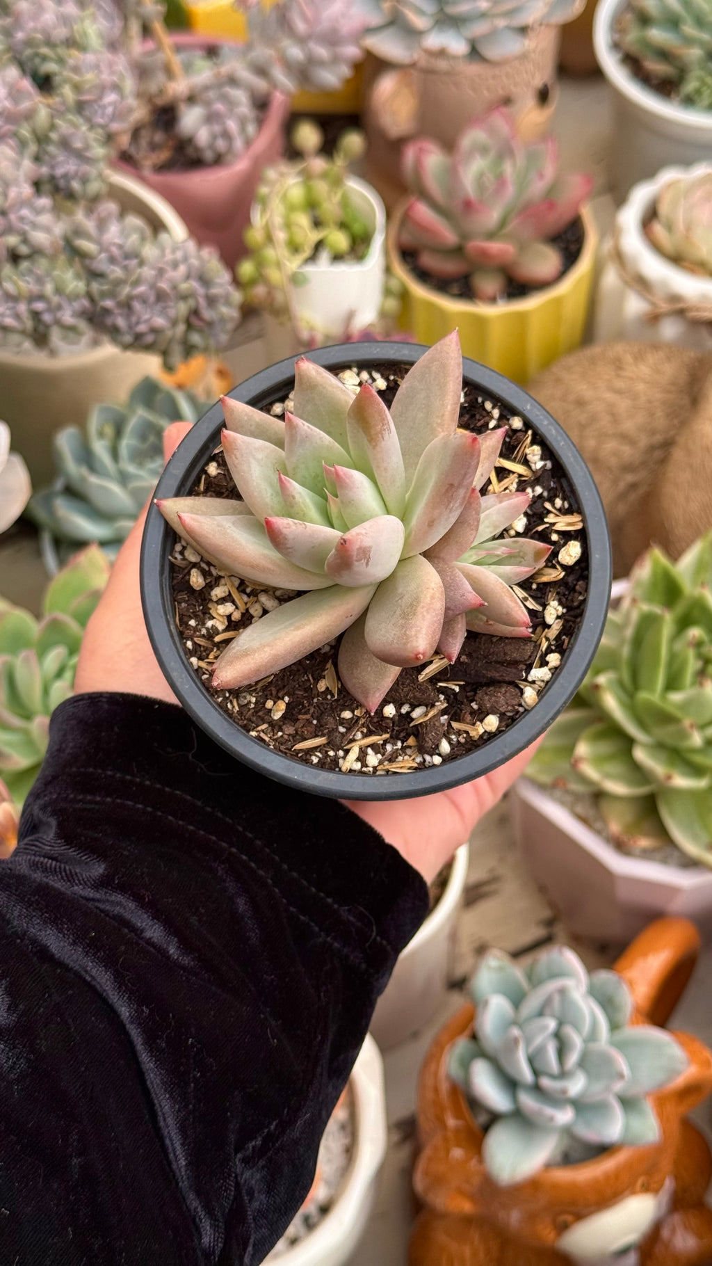 Echeveria colorata tapalpa
