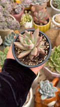 Echeveria colorata tapalpa