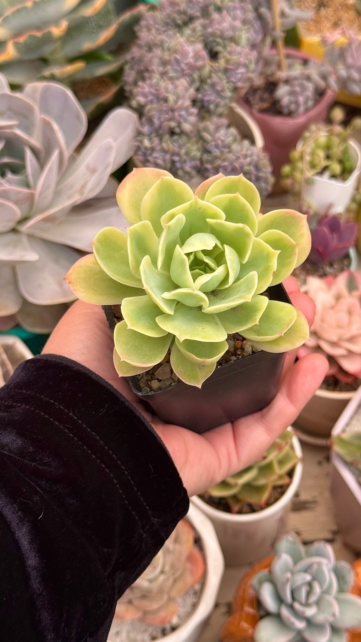 Echeveria lemon gold variegada