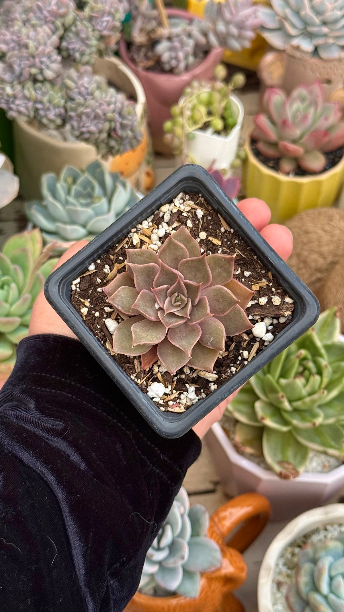 Echeveria mensa