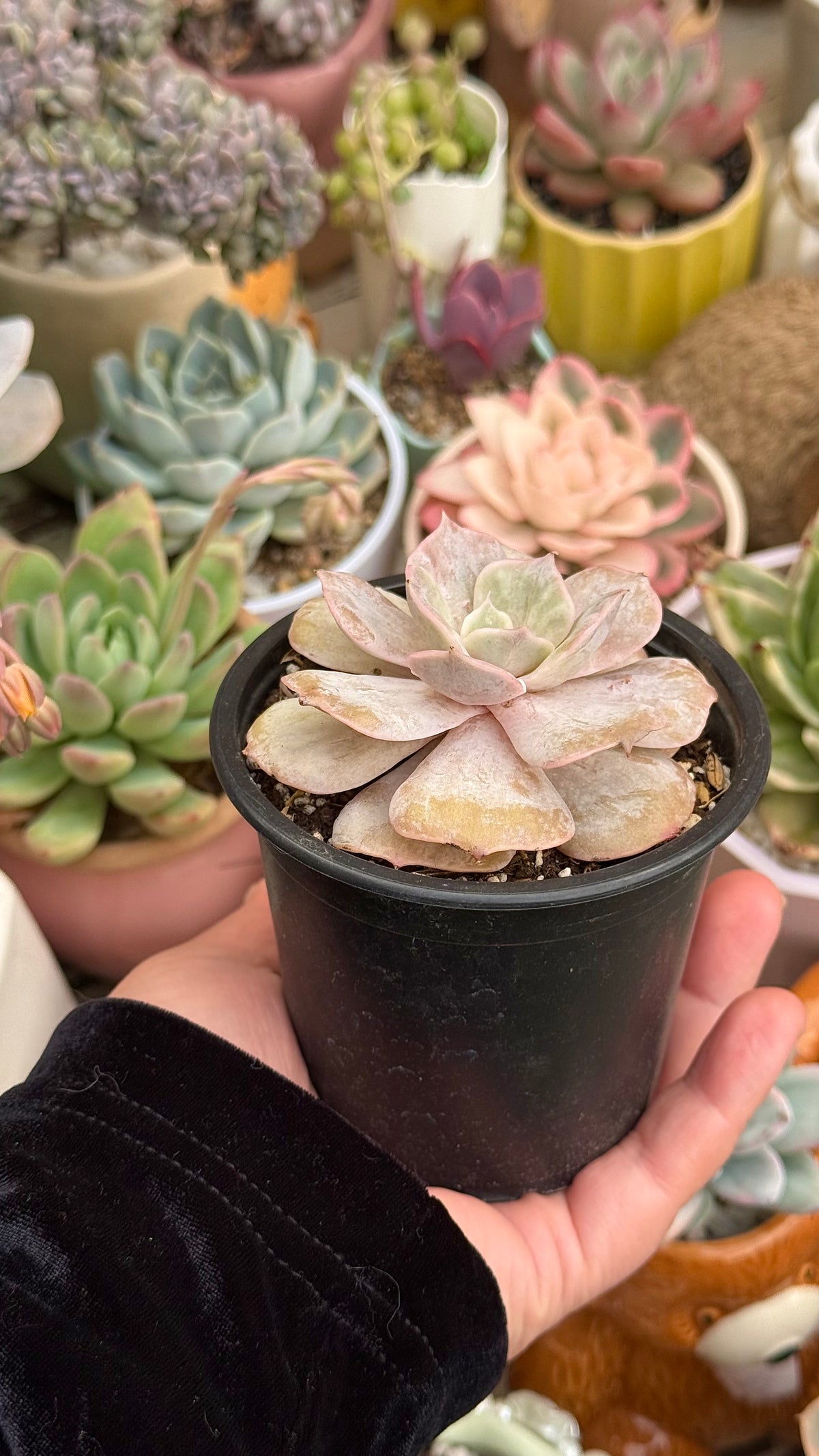 Echeveria marble