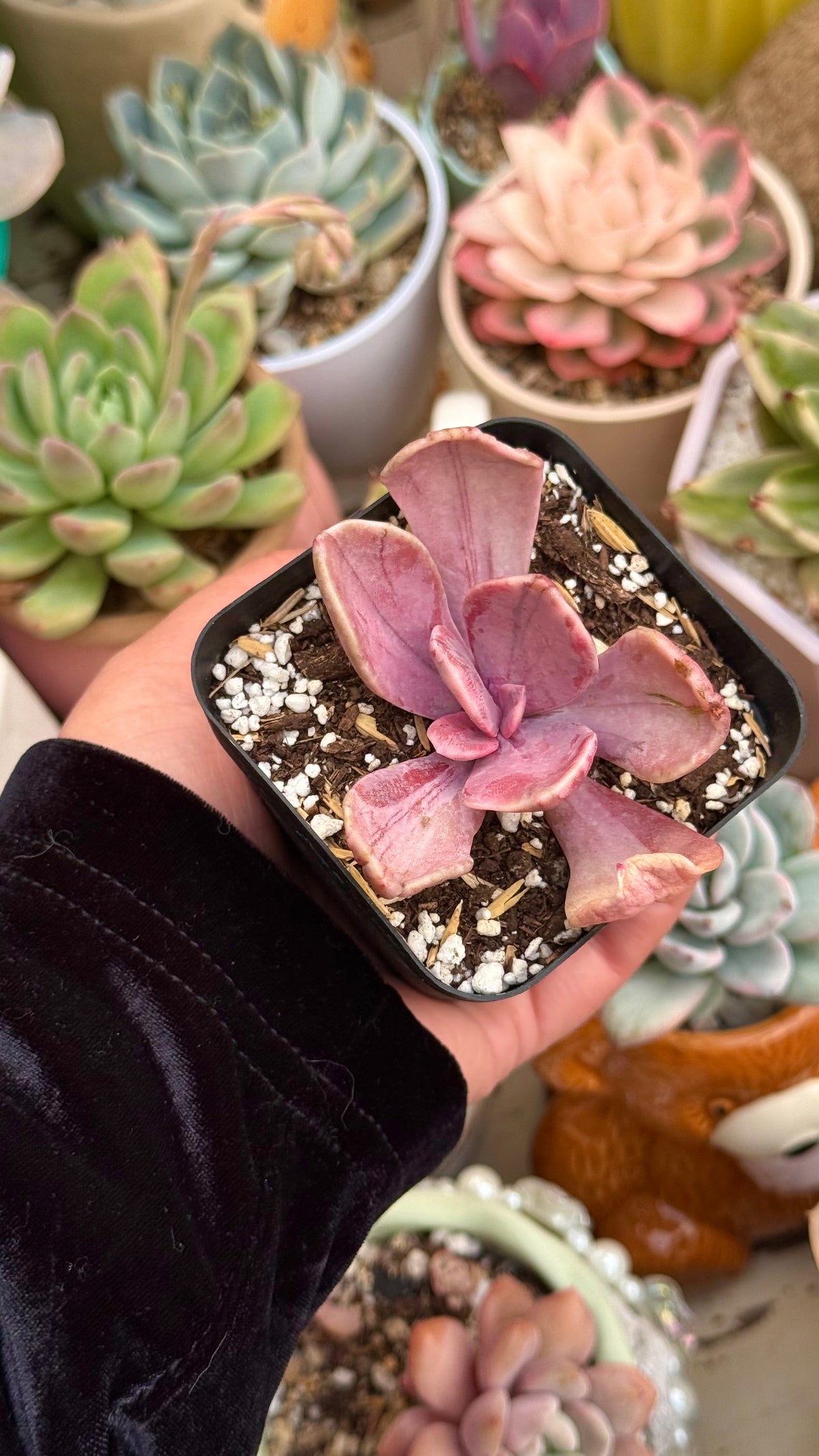 Echeveria pampoteus variegada