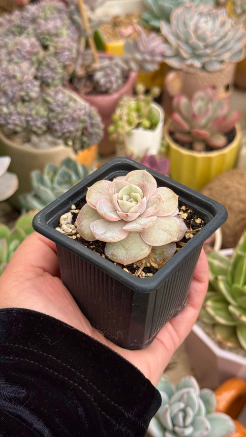 Echeveria blue surprise