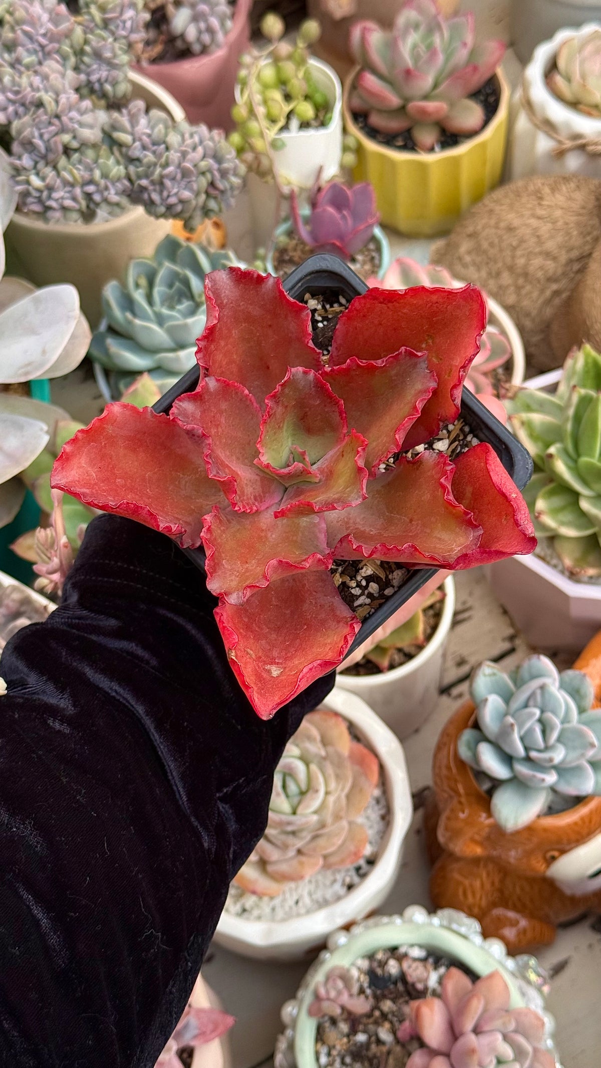 Echeveria princess lace